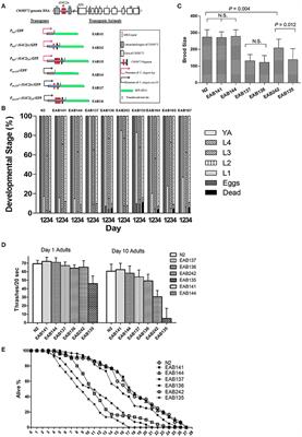 Forward Genetic Screen in Caenorhabditis elegans Suggests F57A10.2 and acp-4 As Suppressors of C9ORF72 Related Phenotypes